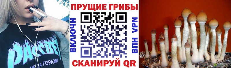 продажа наркотиков  Первомайск  МЕГА как войти  Галлюциногенные грибы Cubensis 